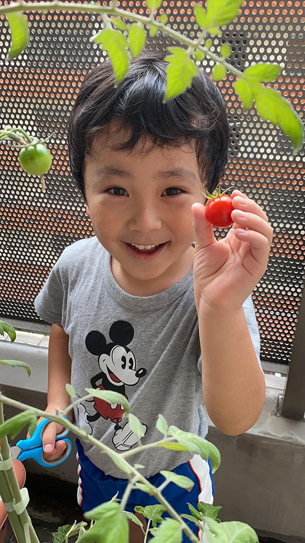 ミニトマト収穫！